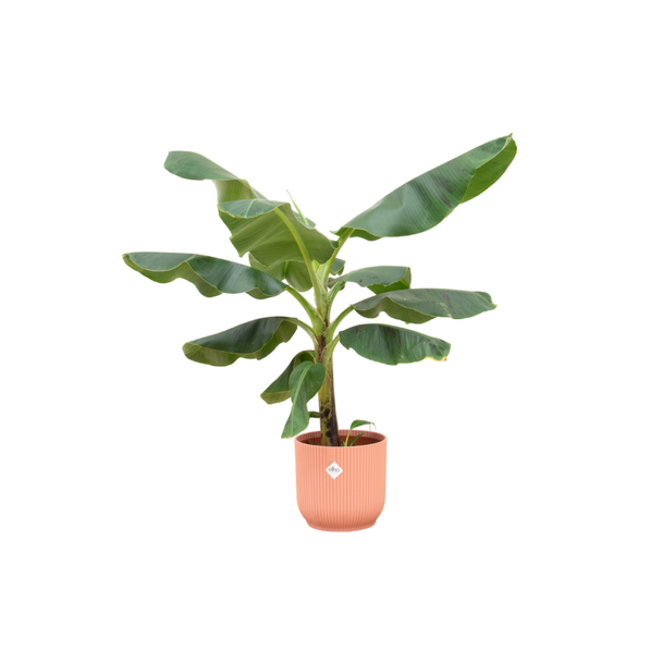Bananenpflanze (Musa) mit Elho Vibes Fold Round rosa Ziertopf - Exotische Zimmerpflanze - 100 cm hoch - Ø23cm