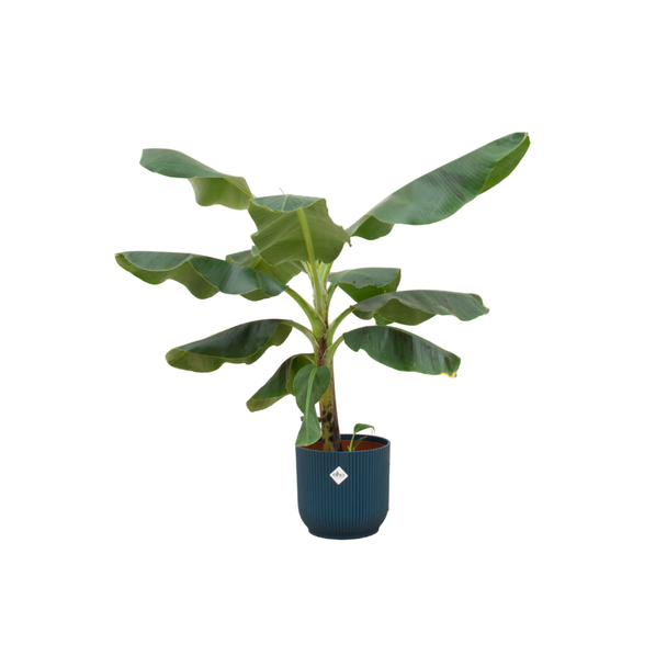 Bananenpflanze (Musa) mit elho Vibes Fold Round blauer Zierpot - Exotische Zimmerpflanze - 100 cm hoch - Ø23cm
