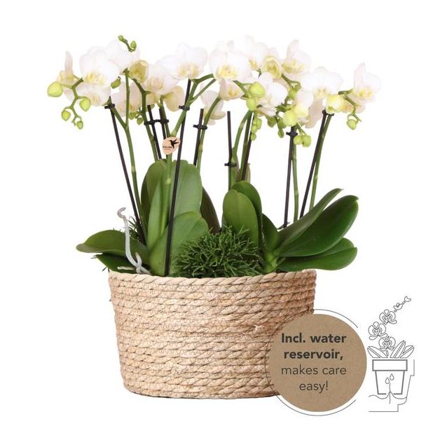 Echte Blickfänger, Weiße Orchideen Amabilis Pflanzen-Set in Korb, Geschenk-Tipp, Schmetterlingsorchidee