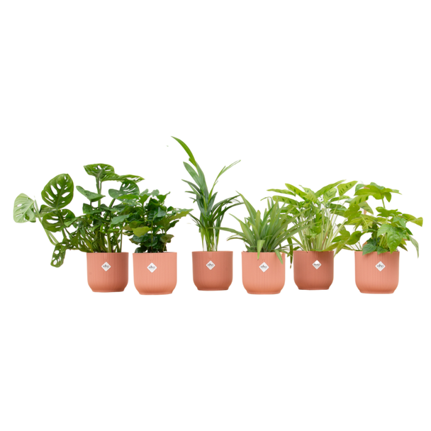 Set von 6 Zimmerpflanzen | 6 grüne Überraschungspflanzen | Inklusive 6 auffälligen rosa Töpfen