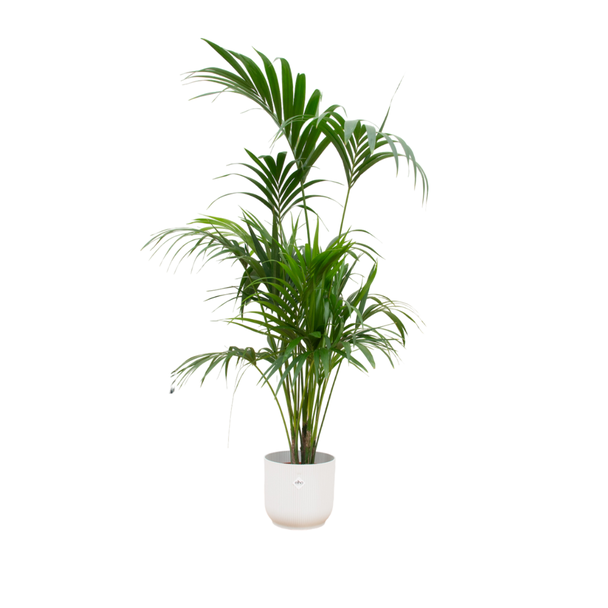 Kentia-Palme in weißem Topf | 180 cm hohe Zimmerpalme