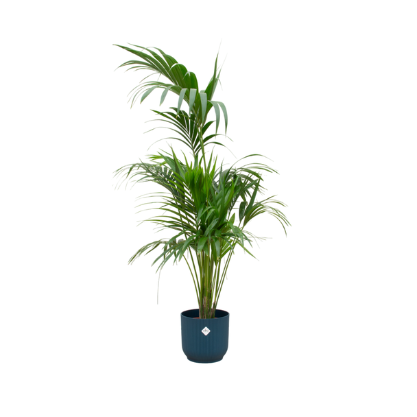 Kentia-Palme in blauer Potte, 180 cm hoch