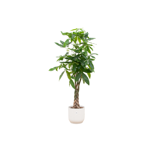 Pachira Aquatica (Geldbaum) mit weißem Topf - 160 cm hohe Zimmerpflanze mit einzigartigem Stamm