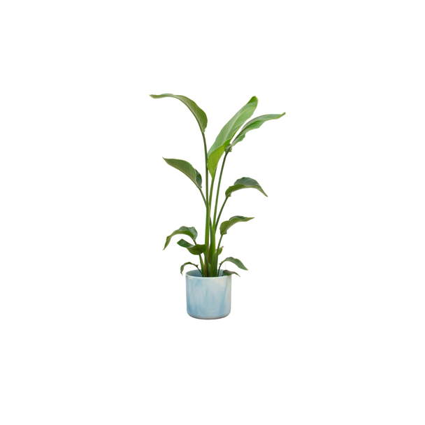 Kombinationsangebot - Paradiesvogelblume inklusive elho Ocean Round atlantisch blau Ø22 - 120 cm