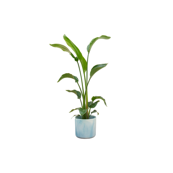 Kombinationsangebot - Paradiesvogelblume inklusive elho Ocean Round atlantisch blau Ø22 - 100 cm
