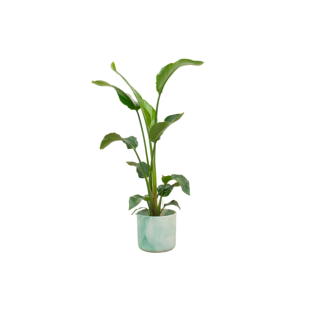 Kombinationsangebot - Paradiesvogelblume inklusive elho Ocean Round pacific green Ø22 - 100 cm