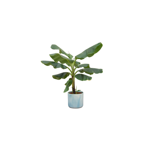 Bananenpflanze (Musa) mit elho Ocean Round atlantikblauem Übertopf - Exotische Zimmerpflanze - 100 cm hoch - Ø23cm