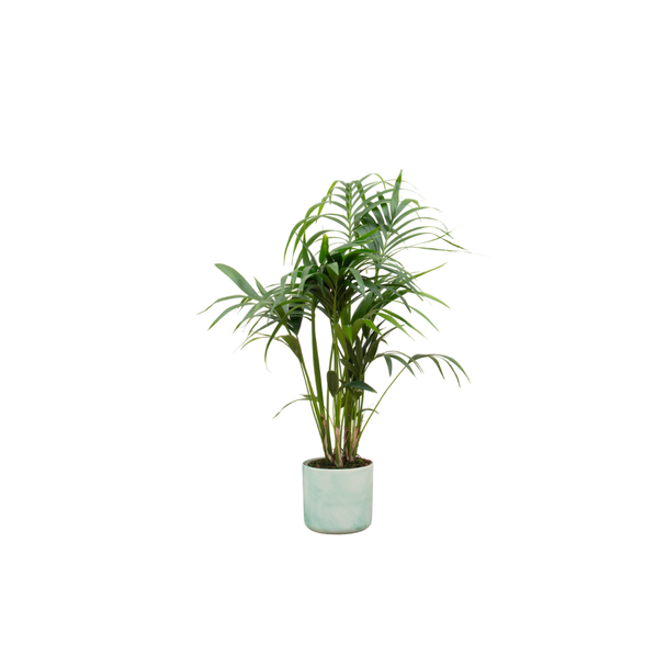 Kombinationsangebot - Kentia-Palme inklusive elho Ocean Round pacific grün Ø22 - 130 cm