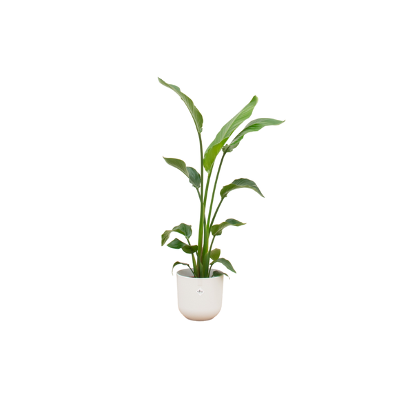 Kombinationsangebot - Paradiesvogelblume inklusive elho Jazz Round weiß Ø23 - 120 cm