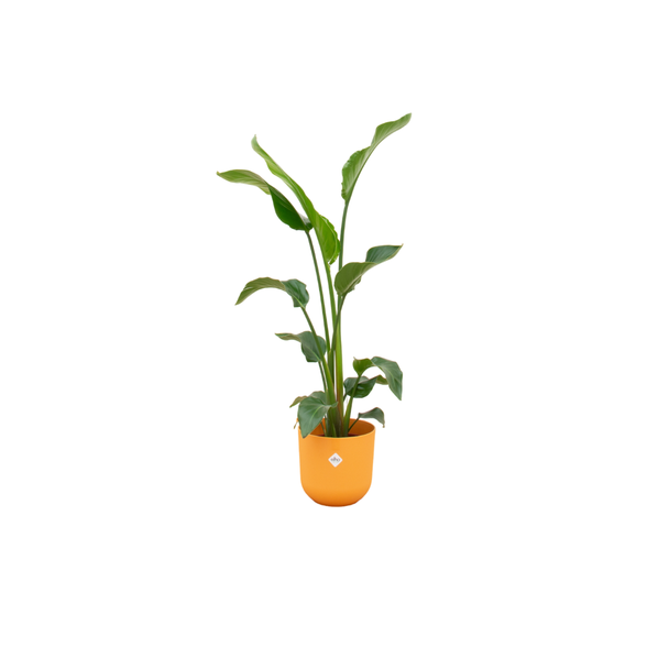 Kombinationsangebot - Paradiesvogelblume inklusive elho Jazz Round gelb Ø23 - 100 cm
