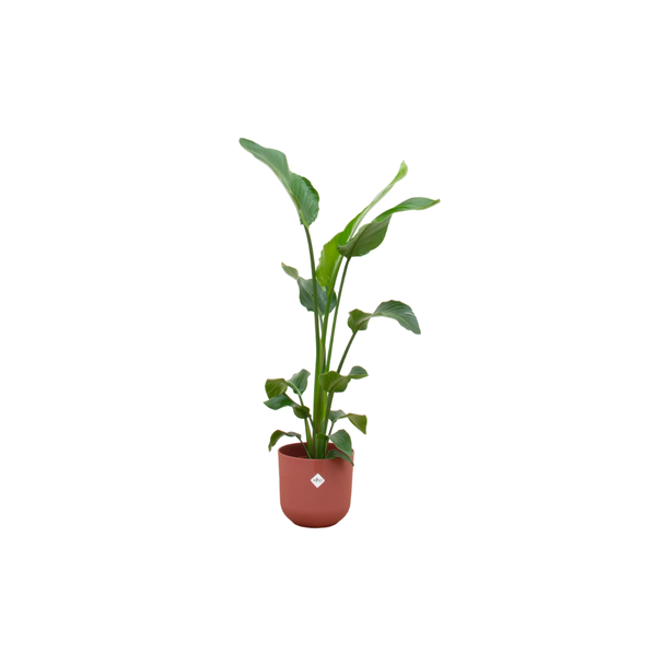 Kombinationsangebot - Paradiesvogelblume inklusive elho Jazz Round rot Ø23 - 100 cm