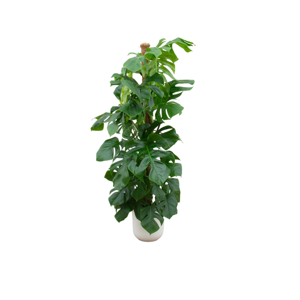 Kombinationsangebot - Monstera Pertusum XL inklusive elho Jazz Round weiß Ø26 - 150 cm