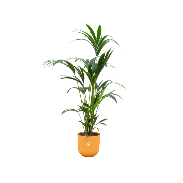 Paradiespalme, Kentia-Palme + Topf Elho Jazz Rund Gelb Topf Ø26 - 130 cm Hoch