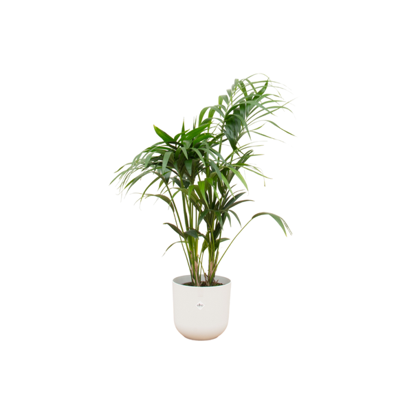 Paradiespalme, Kentia-Palme + Topf Elho Jazz Rund Weiß Topf Ø26 - 130 cm Hoch