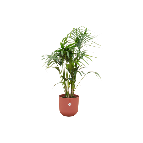 Paradiespalme, Kentia-Palme + Topf Elho Jazz Rund Rot Topf Ø26 - 130 cm Hoch