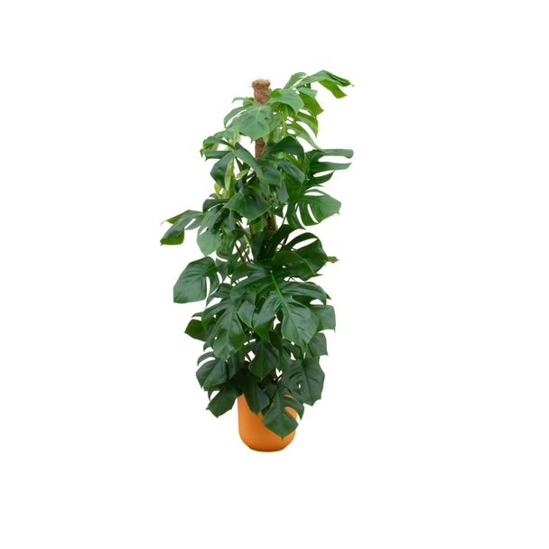 Grüne Löcherpflanze inkl. Elho Jazz Round Gelb - Monstera Pertusum - Mexikanische Brotsfrucht, 150 cm hoch, Topfgröße ø26