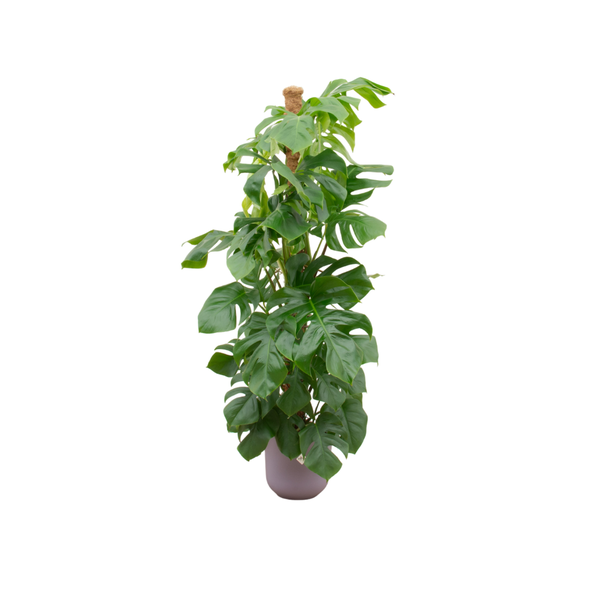 Grüne Löcherpflanze inkl. Elho Jazz Round Lila Monstera Pertusum - Mexikanische Brotfrau, 150 cm hoch, Topfgröße ø26