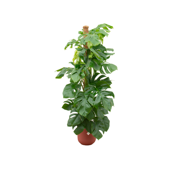 Gartenpflanze XL inkl. Elho Jazz Rund Farbe Rot, Grüne Zimmerpflanze, Tropisch, Fensterblatt - Ø26cm - ↕150cm