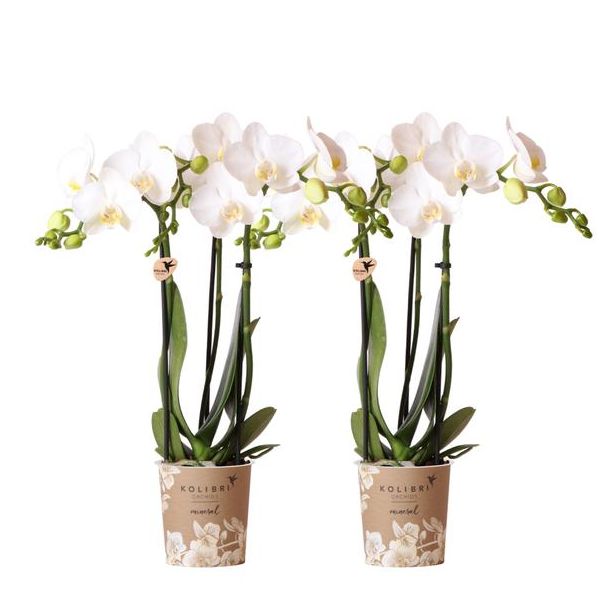 Set von 2 Schmetterlingsorchideen Amabilis, Farbe Weiß, blühende Zimmerpflanze, Phalaenopsis-Orchideen, Topfgröße 09 cm