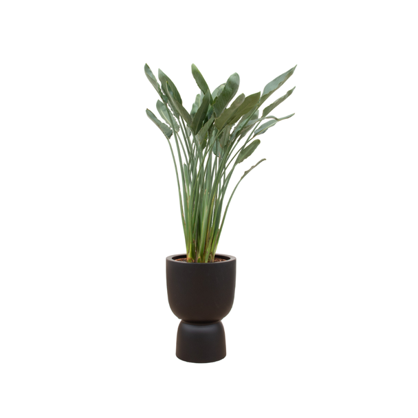 Kombinationsangebot - Paradiesvogelblume inklusive elho Amber Coupe schwarz Ø41 - 190 cm