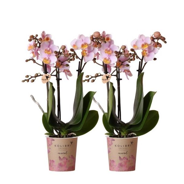 Set von 2 Schmetterlingsorchideen Andorra, Farbe Rosa, blühende Zimmerpflanze, Phalaenopsis-Orchideen, Topfgröße 09cm