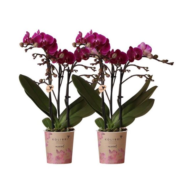Set von 2 Schmetterlingsorchideen Morelia, Farbe Lila, blühende Zimmerpflanze, Phalaenopsis-Orchideen, Topfgröße 09 cm