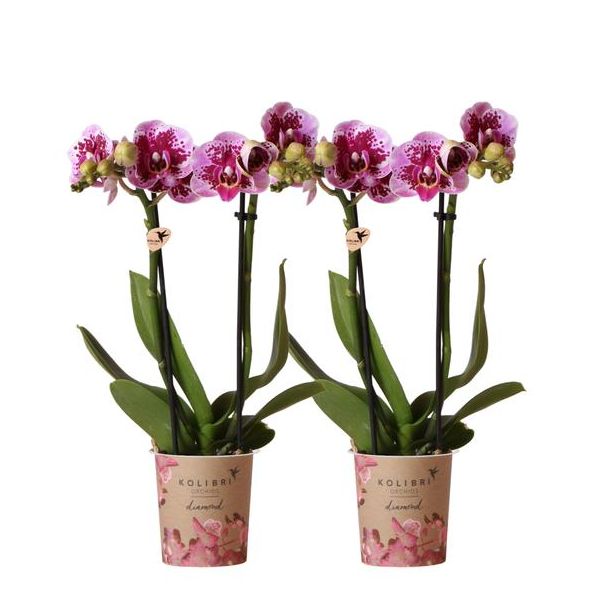 Set von 2 Schmetterlingsorchideen El Salvador, Farbe Rosa/Lila, blühende Zimmerpflanze, Phalaenopsis-Orchideen, Topfgröße 09 cm