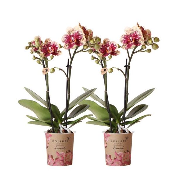 Set von 2 Schmetterlingsorchideen Spanien, Farbe Gelb/Rot, blühende Zimmerpflanze, Phalaenopsis-Orchideen, Topfgröße 9 cm