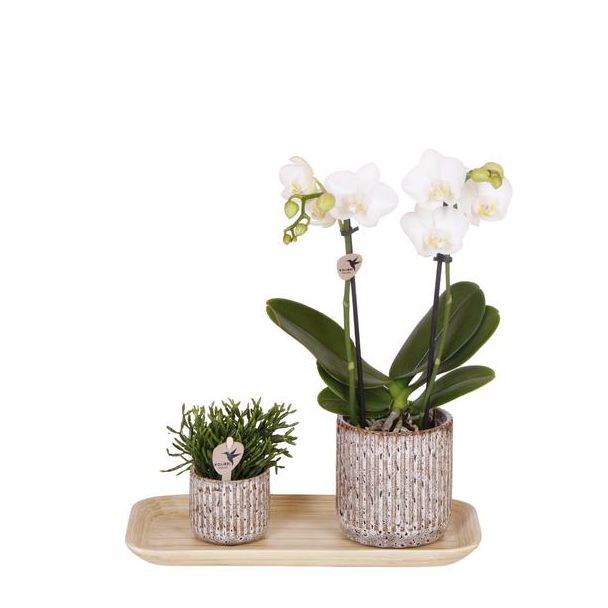 Geschenk-Tipp! Zimmerpflanzen-Set, Orchidee Amabilis + Sukkulente Jaguar in dekorativen Töpfen auf einem Bambus-Tablett, Farbe Weiß-Grün.