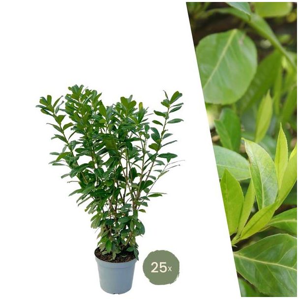 "Schaffen Sie eine Natürliche Grüne Wand: 25 Stück Große Lorbeerkirsche Pflanzen Novita für eine Wunderschöne Hecke von 10 Metern!", Ø30 cm, ↨ 100-125 cm