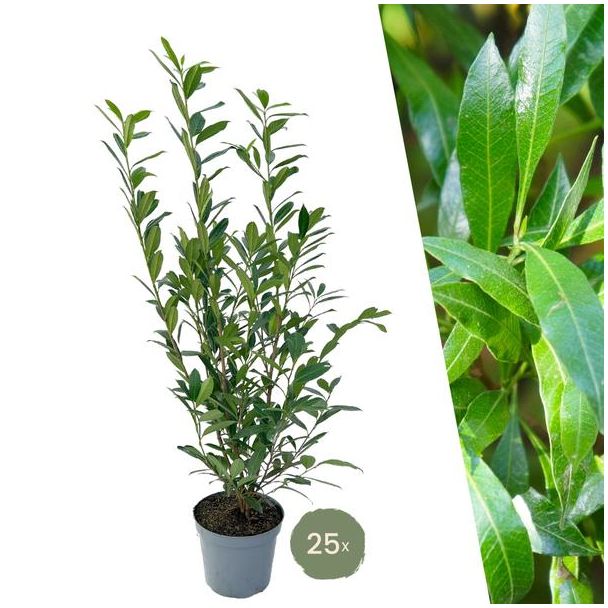 "Schaffen Sie eine Natürliche Grüne Wand: 25 Stück Große Lorbeerkirschen Pflanzen Caucasica für eine Prächtige Hecke von 10 Metern!", Ø30 cm, ↨ 100-125 cm