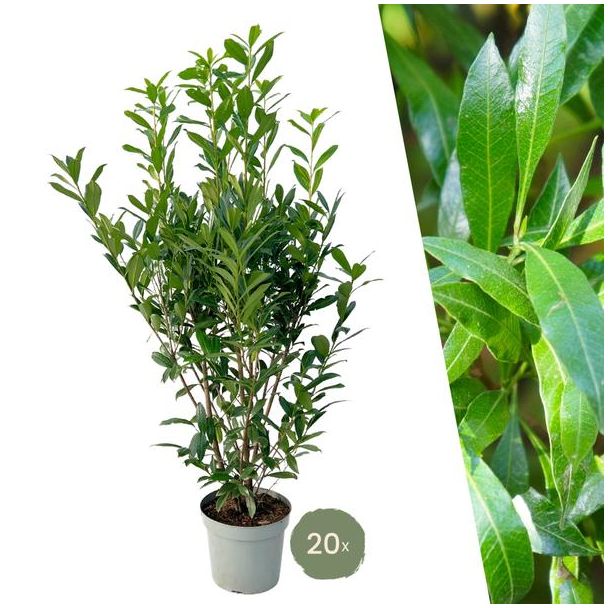 "Schaffen Sie eine Natürliche Grüne Wand: 25 Stück Große Lorbeerkirsche Pflanzen Caucasica für eine Wunderschöne Hecke von 10 Metern!", Ø30 cm, ↨ 125-150 cm