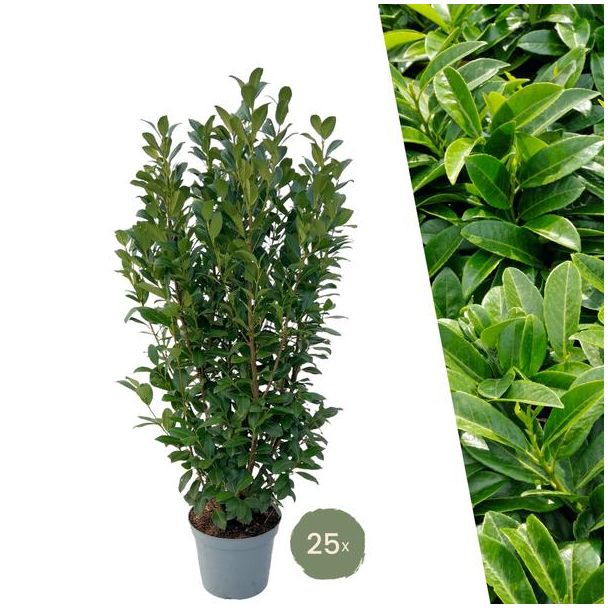 "Schaffe eine Natürliche Grüne Wand: 25 Stück Große Lorbeerpflanzen Obelisk für eine Prächtige Hecke von 10 Metern!", Ø30 cm, ↨ 100-125 cm