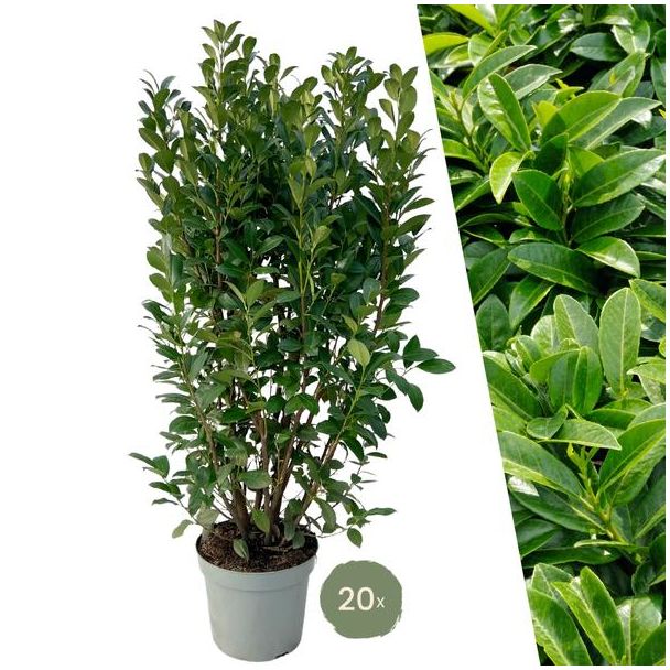"Schaffe eine Natürliche Grüne Wand: 20 Stück Große Lorbeerpflanzen Obelisk für eine Prächtige Hecke von 10 Metern!", Ø30 cm, ↨ 125-150 cm