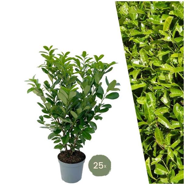"Schaffe eine Natürliche Grüne Wand: 25 Stück Große Lorbeerkirsche Rotundifolia für eine Prächtige Hecke von 10 Metern!", Ø30 cm, ↨ 100-125 cm