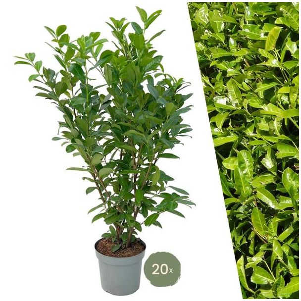 "Schaffe eine Natürliche Grüne Wand: 20 Stück Große Lorbeerkirsche Rotundifolia für eine Prächtige Hecke von 10 Metern!"