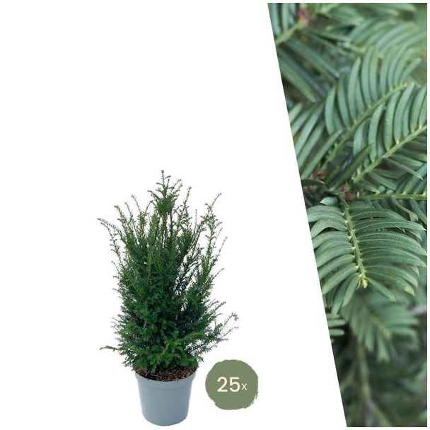 "Schaffen Sie eine schöne Grüne Wand: 25 Stück Eibenpflanzen für eine prächtige Hecke von 10 Metern!", Ø30 cm, ↨ 80-100 cm