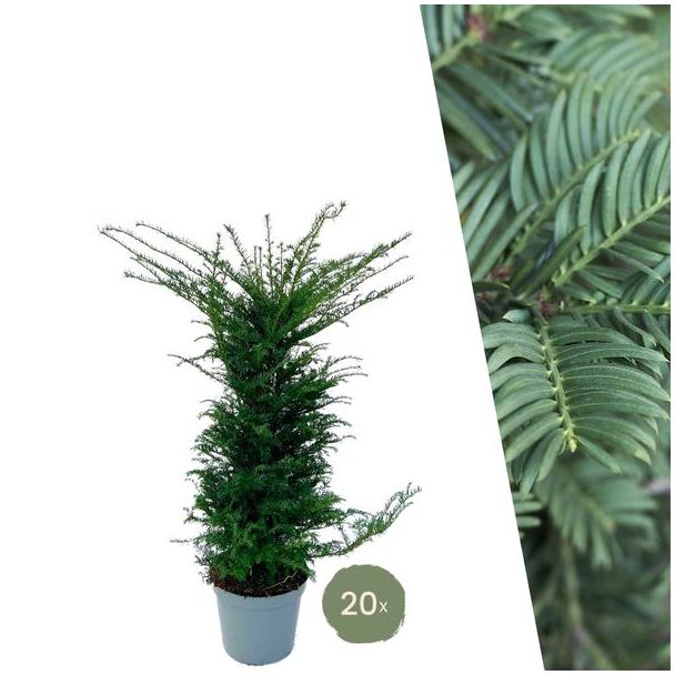 20 x Immergrüne Eibenpflanzen für 10 laufende Meter Hecke, ↨ 100-125 cm
