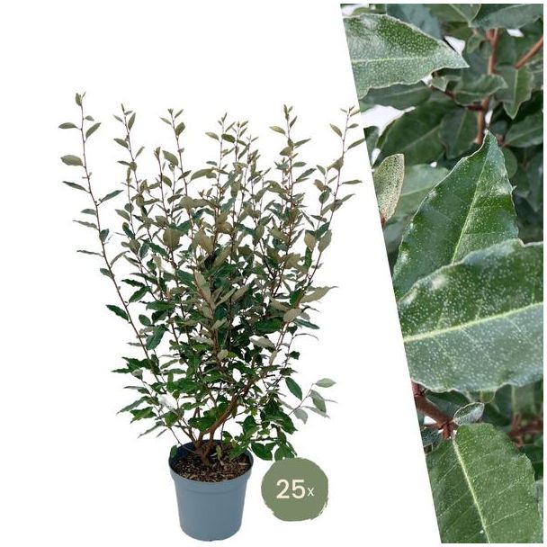 "Schaffen Sie eine Duftende Grüne Wand: 25 Stück Olivenweide Pflanzen für eine Prächtige Hecke von 10 Metern!", Ø30 cm - ↨ 100-125 cm