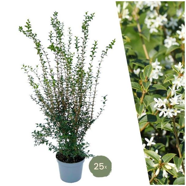 "Gestalte eine Duftende Grüne Wand: 25 Stück Schijnlustpflanzen für eine Wunderschöne Hecke von 10 Metern!"