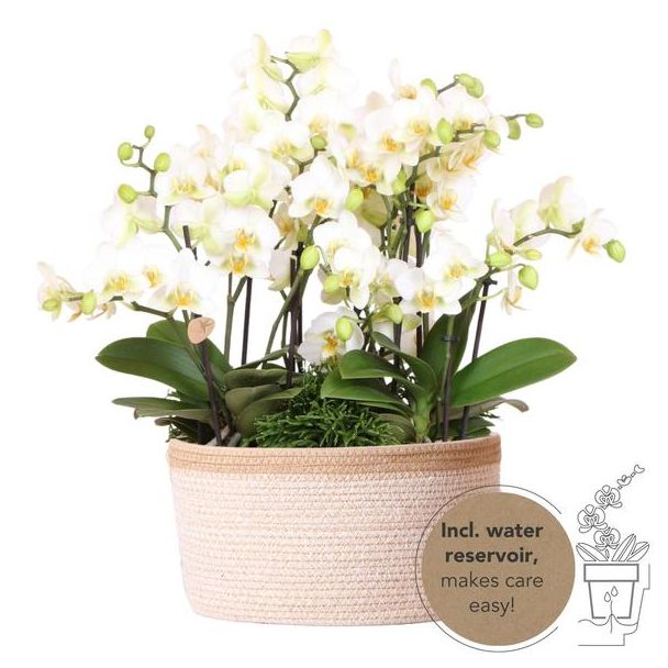Echte Blickfänger, Weiße Orchideen Lausanne, Pflanzenset in Baumwollkorb, Geschenkidee, Schmetterlingsorchidee