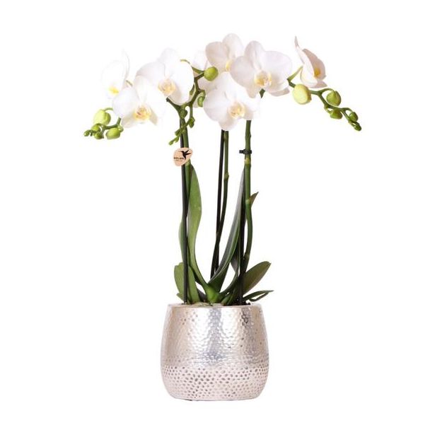 Schmetterlingsorchidee Amabilis, Farbe Weiß, Elite Topf Silber, Blühende Zimmerpflanze, Phalaenopsis Orchideen, Topfgröße 09cm