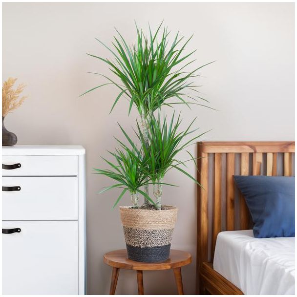 Dracaena Marginata met Lissabon mand zwart in slaapkamer