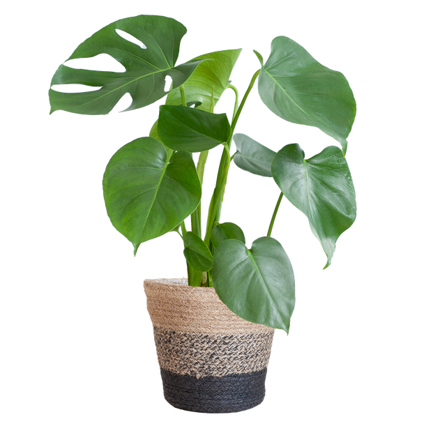 Monstera Deliciosa mit schwarzem Lissabon-Korb - 50cm - Ø17