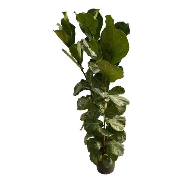 Geigenblattpflanze Strauch, Grüne Pflanze, Grüne Feige, Ficus Lyrata Zimmerpflanze, Ø30cm 180 cm hoch
