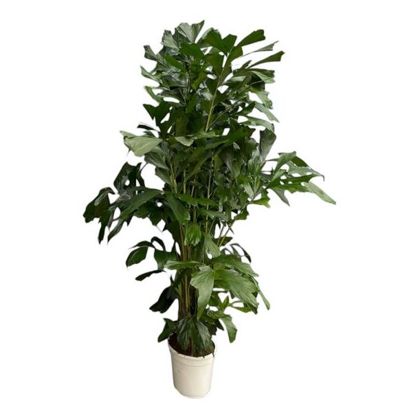 Fächerpalme - 180 cm - Ø27