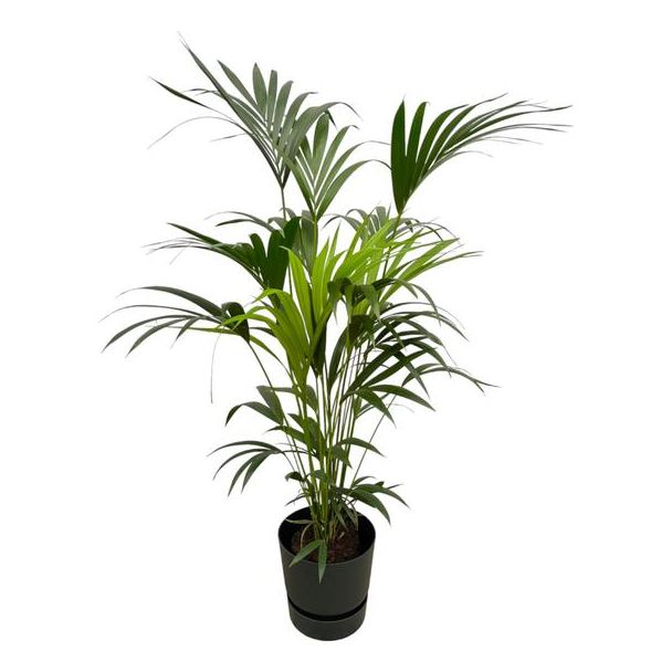 Kentia-Palme inklusive elho Greenville Round schwarz - 160 cm - Ø30
