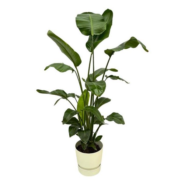 Weißer Paradiesvogelstrauch inklusive elho Greenville Round - 160 cm - Ø30
