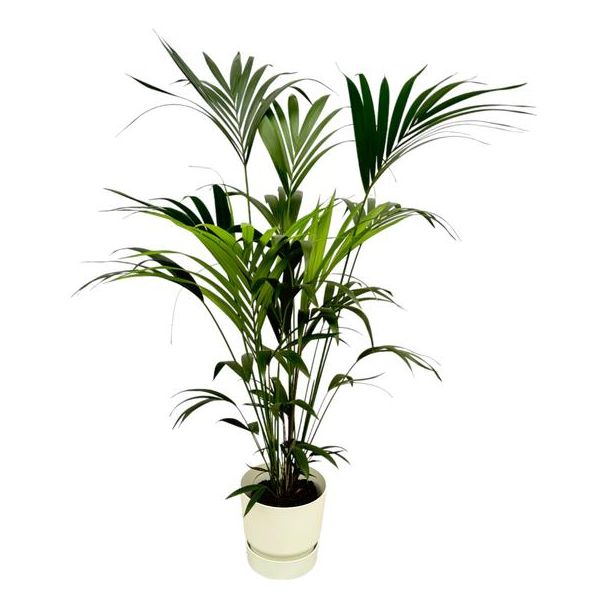 Kentia-Palme inklusive elho Greenville Round weiß - 160 cm - Ø30