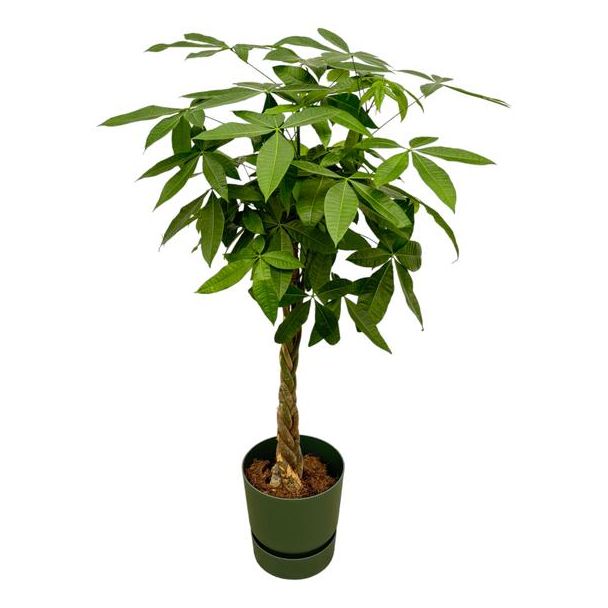 Pachira aquatica inklusive elho Greenville Round grün - 160 cm - Ø30